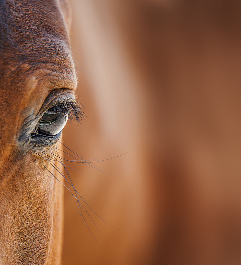 Paysage des Franches-Montagnes