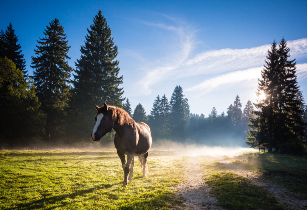 Cheval dans les Franches-Montagnes